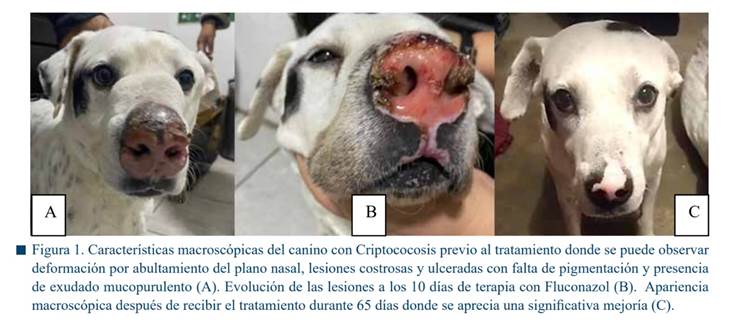 Imagen que contiene perro, interior, animal, vaca

Descripción generada automáticamente