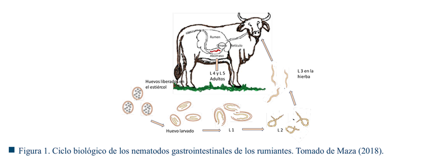 Diagrama

El contenido generado por IA puede ser incorrecto.