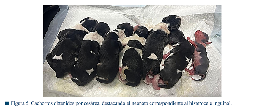 Imagen que contiene foto, diferente, grupo, perro

El contenido generado por IA puede ser incorrecto.